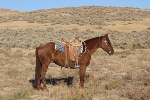 SR PREACHER LADYBIRD