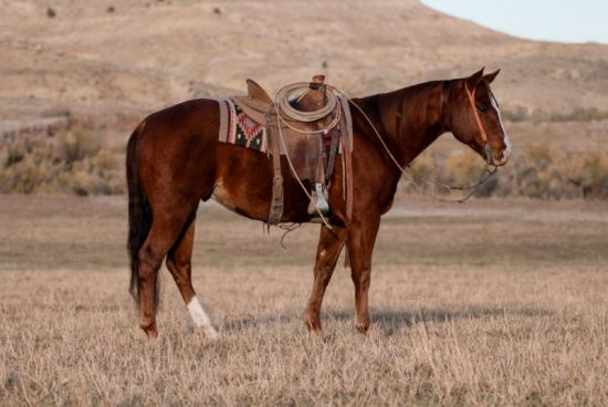 2nd High Selling Horse